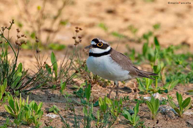 Corriere piccolo (Charadrius dubius)